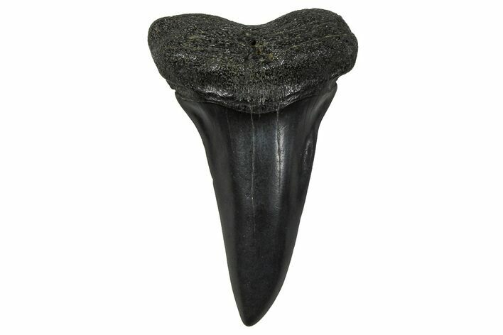 Fossil Broad-Toothed Mako Tooth - South Carolina #374766